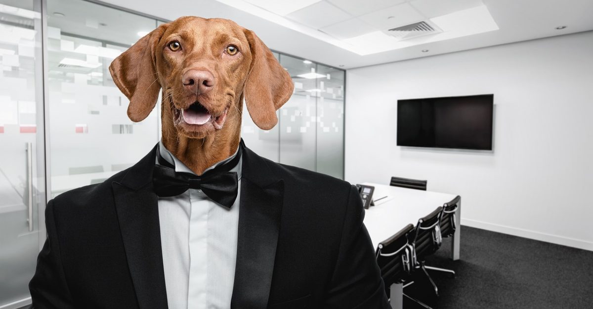 Dog, Office