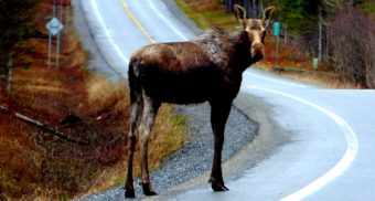 bc-employee-fired-helping-moose-calf