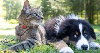 A cat and dog relax together on a patch of grass, likely after treatment by VCA Canada.