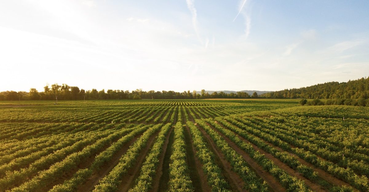 A larger, rolling farmer's field extends off into the distance, with a slightly cloudy blue sky visible overhead. Cargill employees who lose their job are entitled to a severance package.