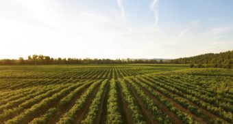 A larger, rolling farmer's field extends off into the distance, with a slightly cloudy blue sky visible overhead. Cargill employees who lose their job are entitled to a severance package.