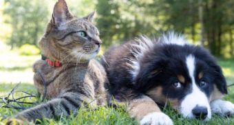 A cat and dog relax together on a patch of grass, likely after eating food provided by Mars Canada.