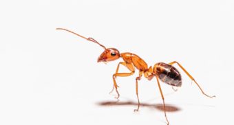 An ant stands against a light blue background as it awaits its fate at the hands of a Rentokil employee.