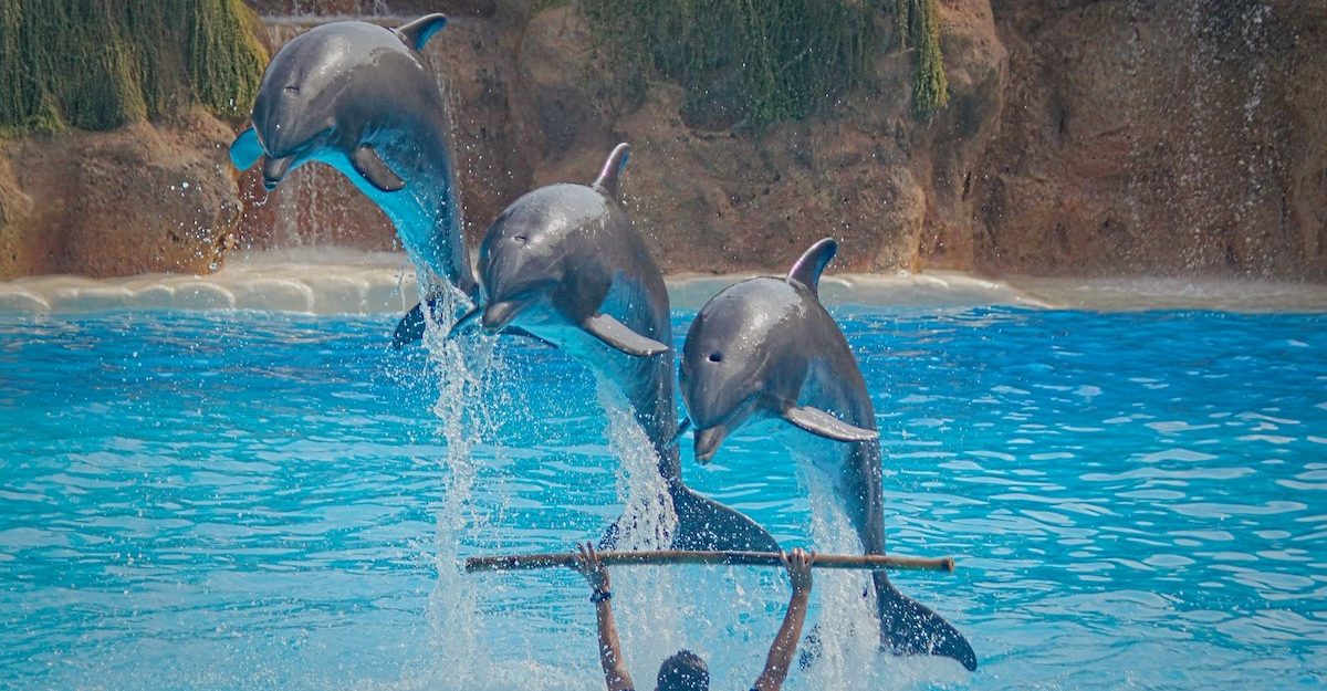 Three dolphins, similar to those at MarineLand in Niagara Falls, leap out of the water.