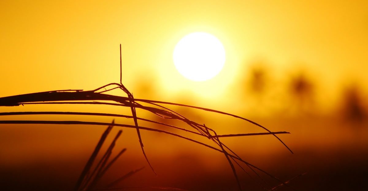 A scorching hot sun hanging in a golden sky is seen in the background behind blades of grass.