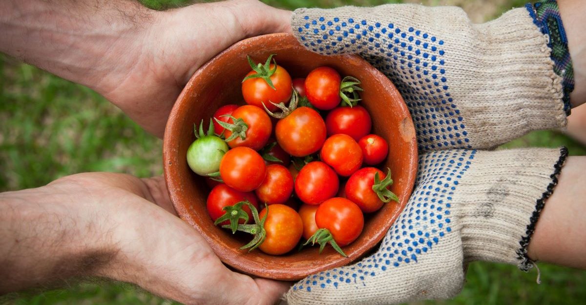 Two pairs of hands hold a small basket of organic tomatoes, potentially sold by UNFI Canada.