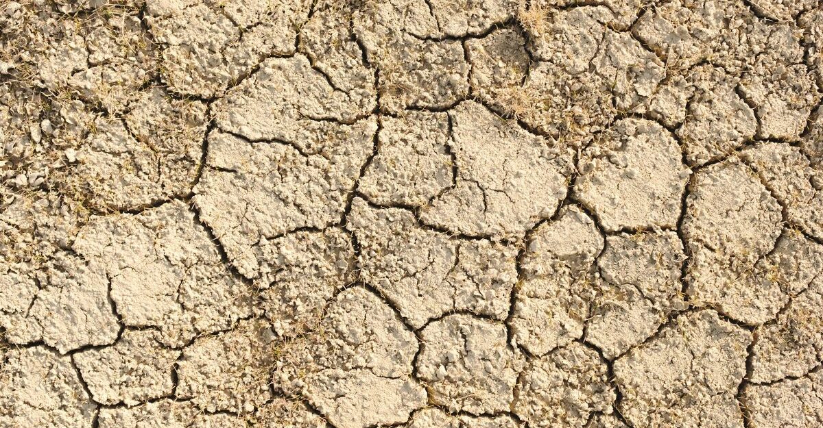 Dry, cracked ground.