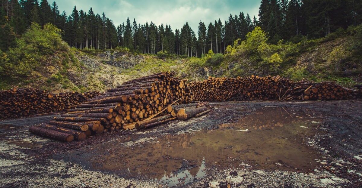 Logs are piled up in a forest clearing.