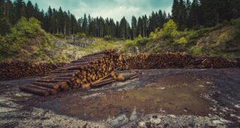 Logs are piled up in a forest clearing.