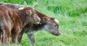 A photo of two calves grazing in a field. (Photo: iqsphotography / Unsplash)