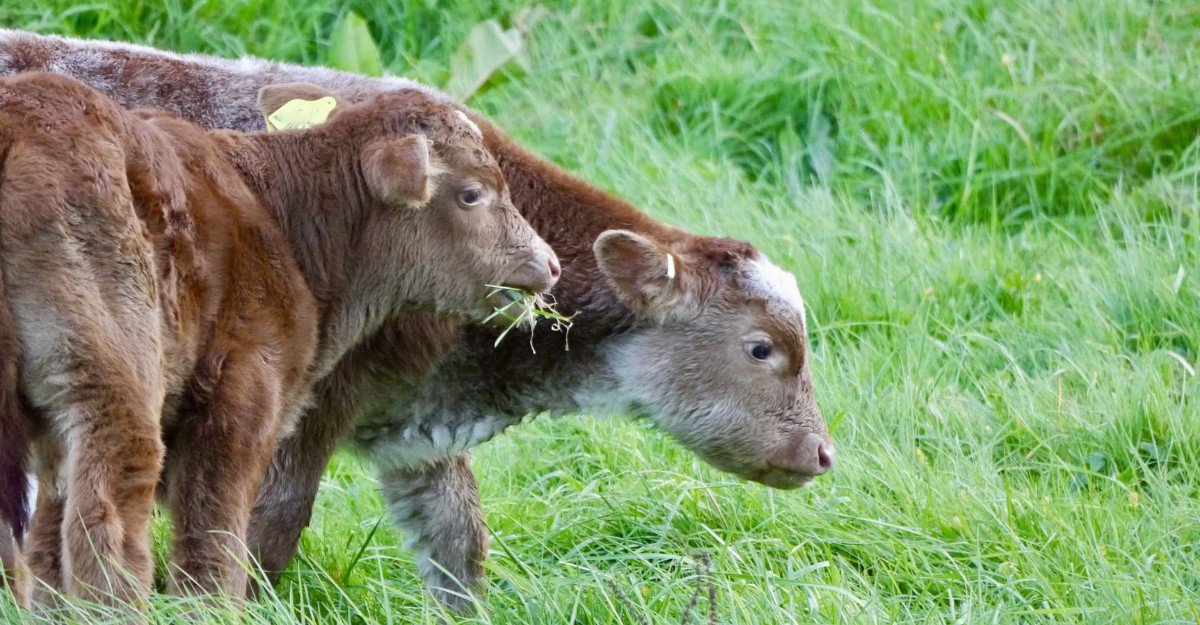 A photo of two calves grazing in a field. (Photo: iqsphotography / Unsplash)