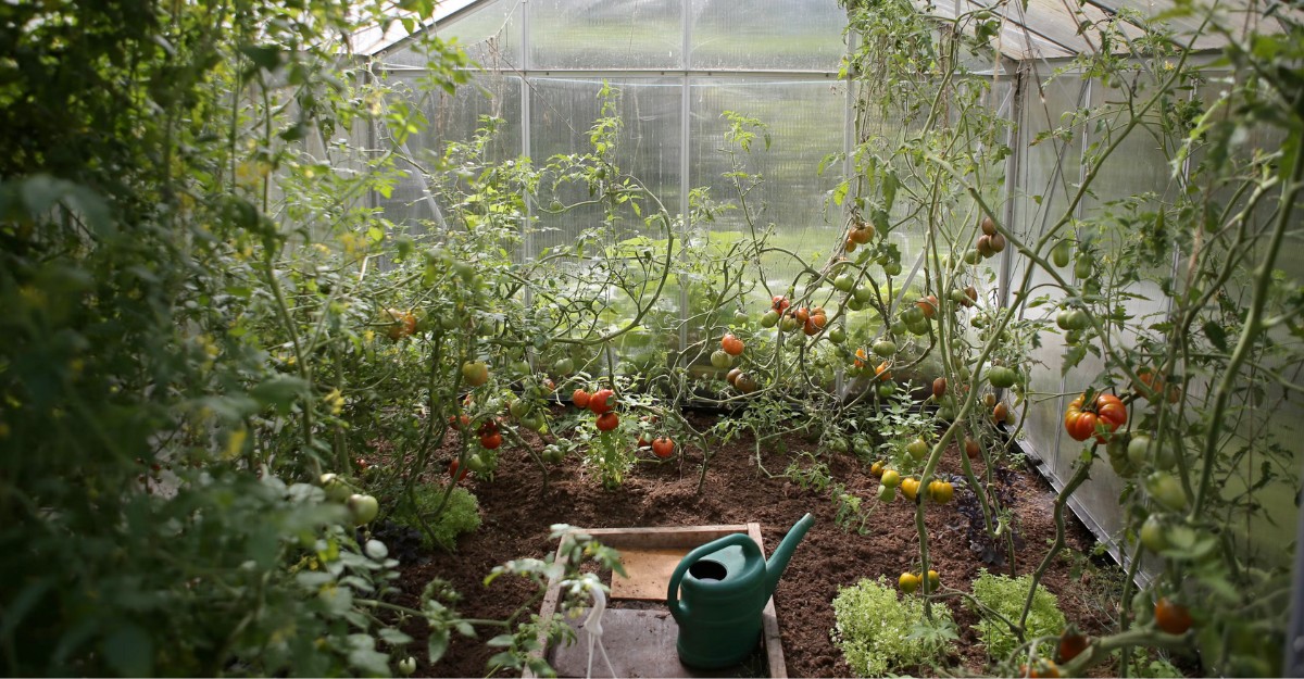 A photo of tomatoes growing in a greenhouse. (Photo: zanda_photography / Unsplash)