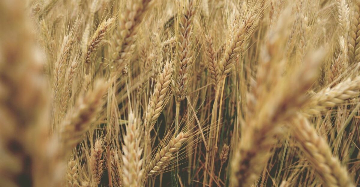 Stalks of wheat stand tall in a farmer's field.