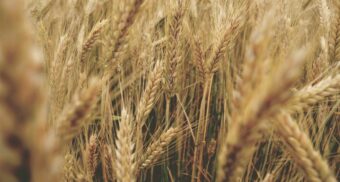 Stalks of wheat stand tall in a farmer's field.