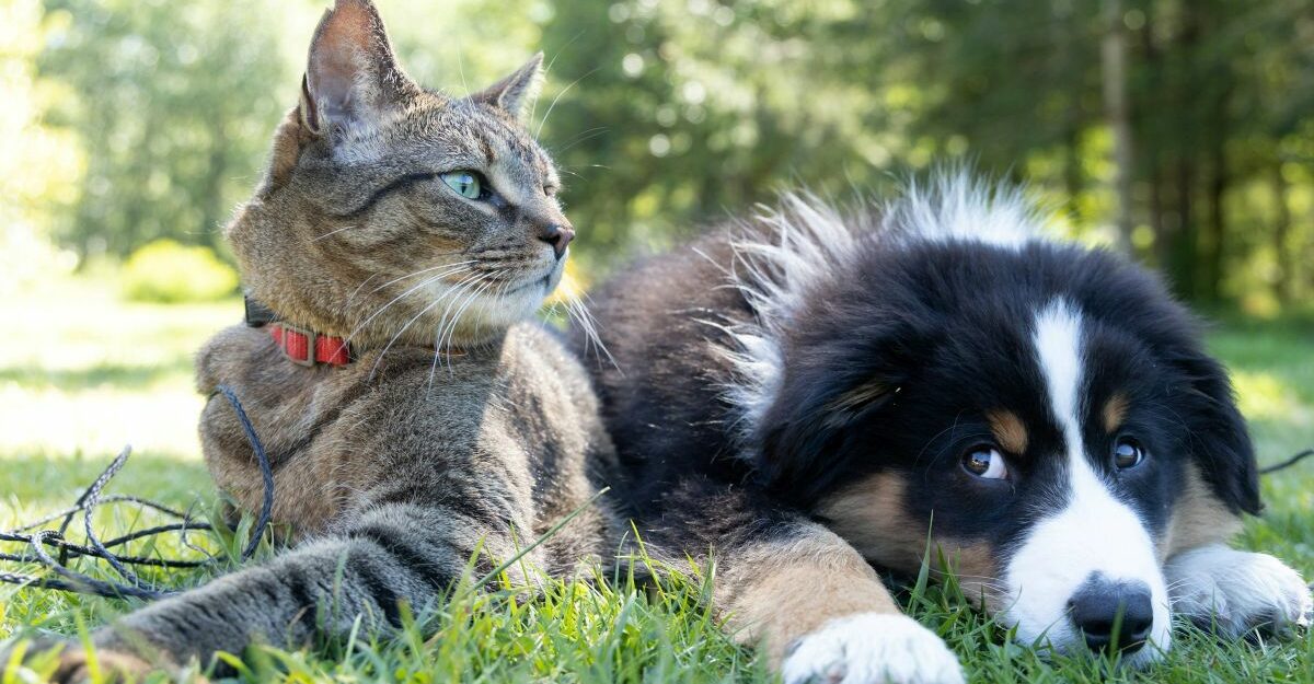 A cat and dog lounge outside on the green grass.