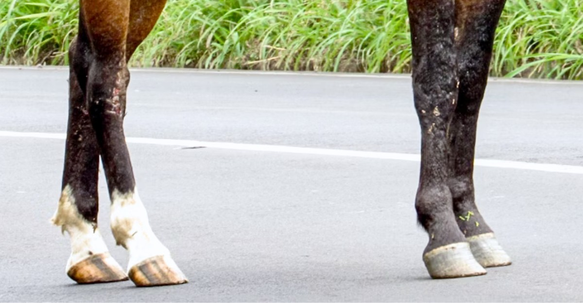 suv-horse-collision-near-renfrew-october-2025 Horse hooves on a road. (Photo: lsgerbec / Unsplash)