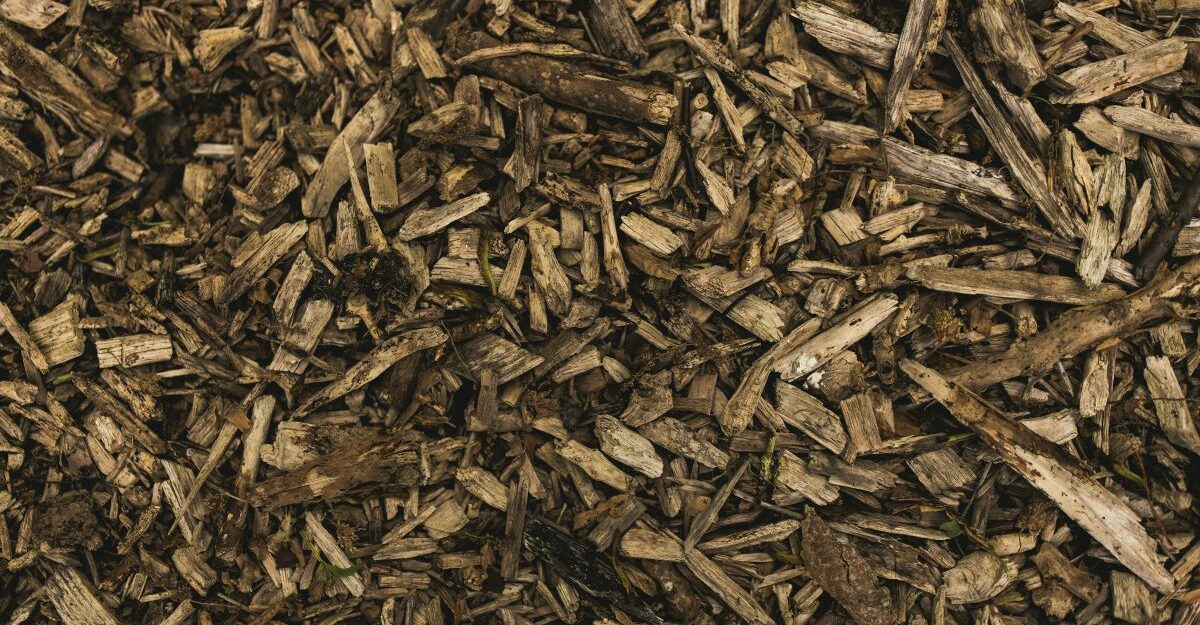 Close-up of wood chips and biomass material, reflecting the forestry and bioenergy operations connected to recent Drax layoffs in Canada.
