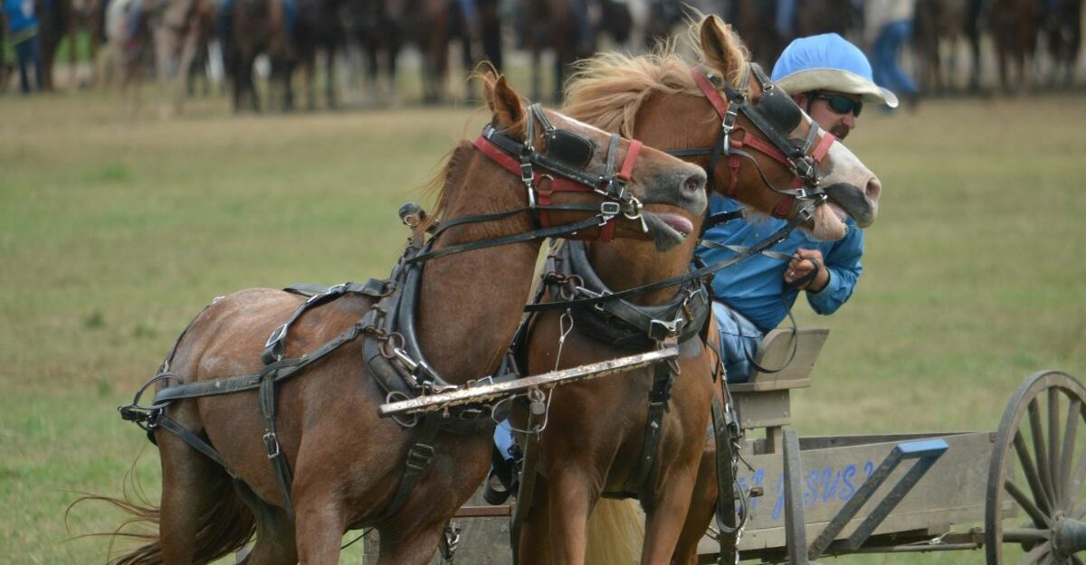 A jockey guides two racehorses at a racetrack.