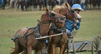 A jockey guides two racehorses at a racetrack.
