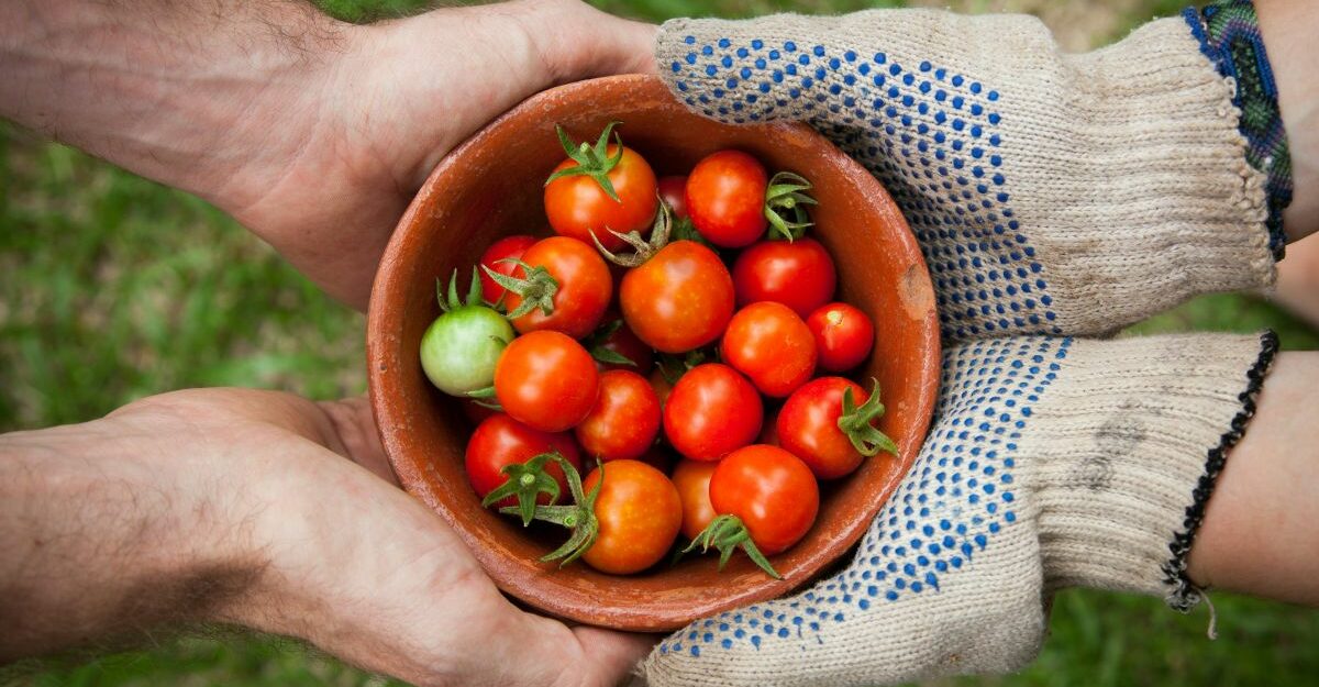 Multiple hands hold up a basket of fresh, organic tomatoes.
