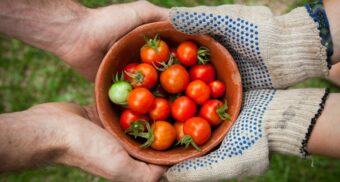 Multiple hands hold up a basket of fresh, organic tomatoes.