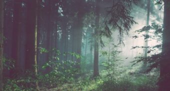 A lush, green forest in North America. (Photo: Sebastian Unrau / Unsplash)