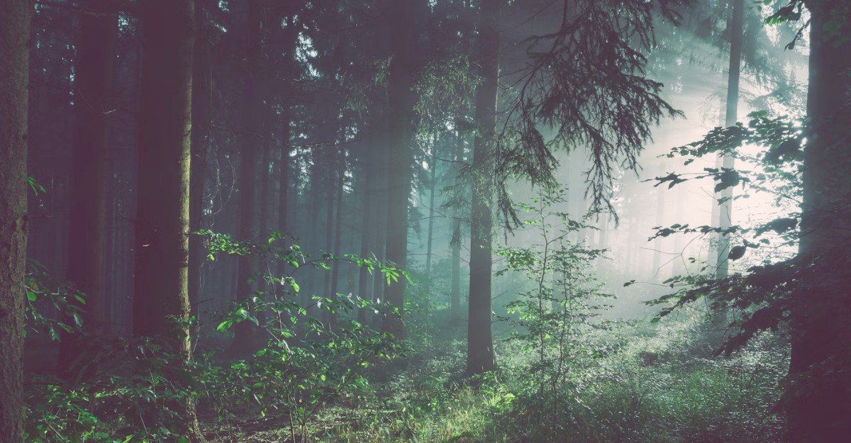 A lush, green forest in North America. (Photo: Sebastian Unrau / Unsplash)