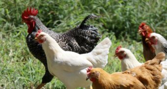 Chickens in a field. (Photo: Zachariah Smith / Unsplash)