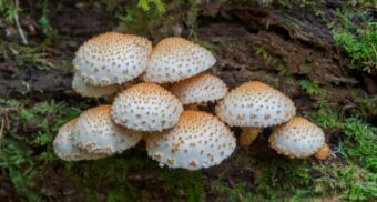 White mushrooms in a forest. (Photo: Nathan Karsgaard / Unsplash)