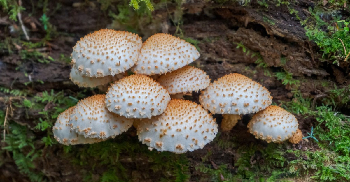 White mushrooms in a forest. (Photo: Nathan Karsgaard / Unsplash)