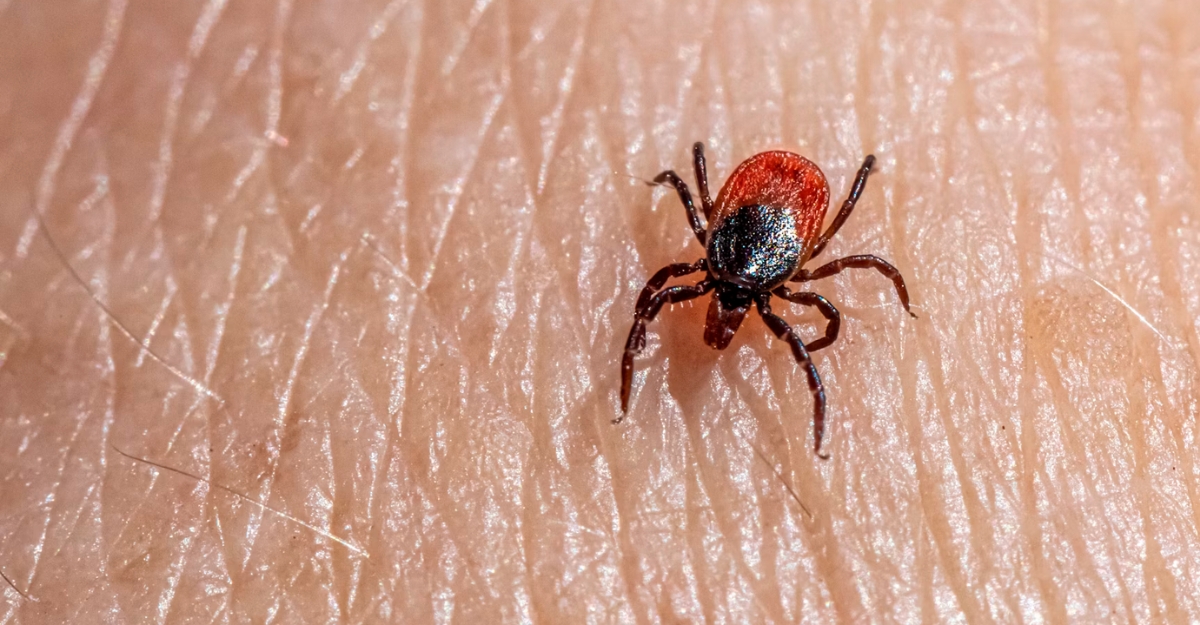 A blacklegged tick on human skin. (Photo: Erik Karits / Unsplash)